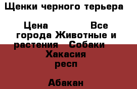 Щенки черного терьера › Цена ­ 35 000 - Все города Животные и растения » Собаки   . Хакасия респ.,Абакан г.